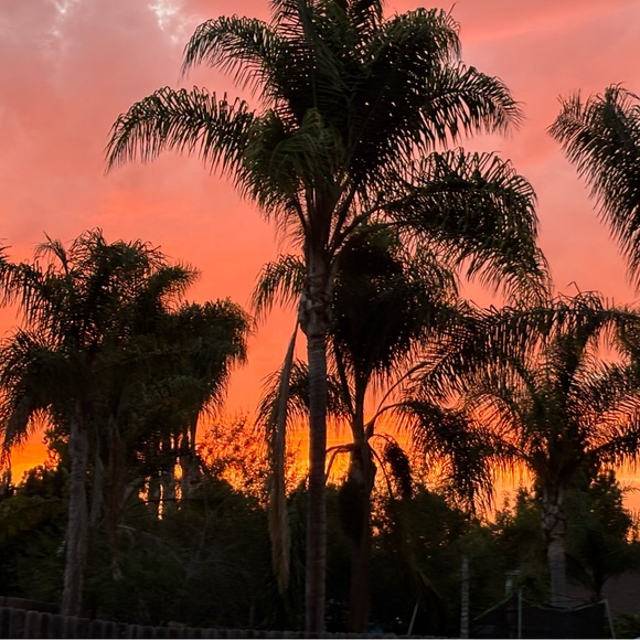 Meet your Posher, Flutter - Picture 2 of 4